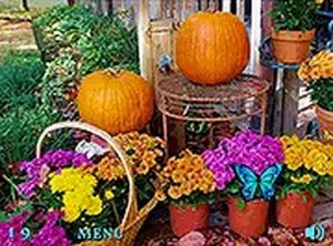 Hidden Butterfly Hunt: Fall Garden Edition